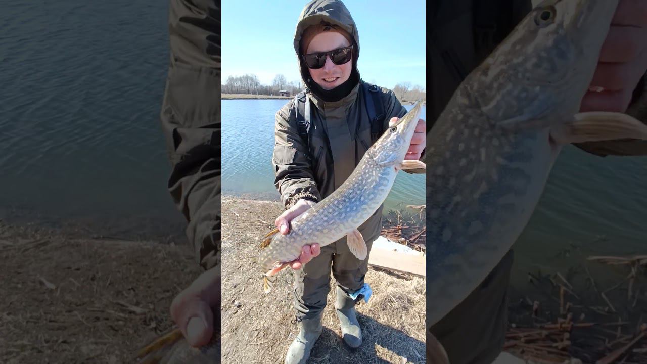 Весенняя рыбалка.Поймал хорошую щуку на спиннинг. #рыбалка #shortvideo #fishing #fishingvideo #щука смотреть онлайн