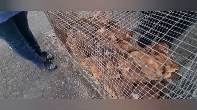 Птичий рынок весной под дождём /Кто по чём /Хохлатые утята, Цыплята, Утята смотреть онлайн