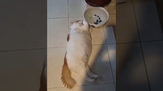 пьет.mp4 смотреть онлайн