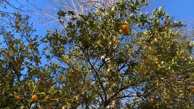 ? Сбор урожая МАНДАРИНЫ ? что растёт во дворе Флориды США 29.01.2019 смотреть онлайн