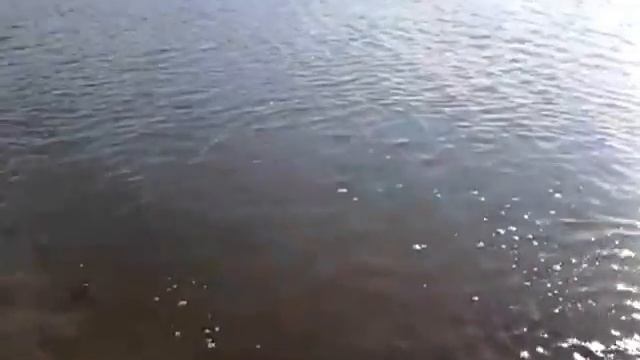 Ловим амура на реке Сал. смотреть онлайн