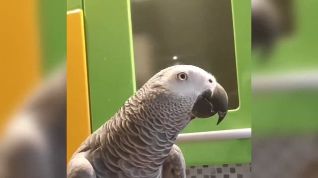 Мистр попугай говорит смотреть онлайн