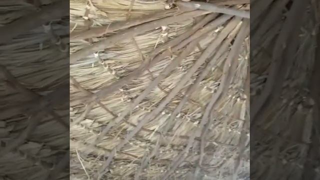 Кения, Дом в Туркана.