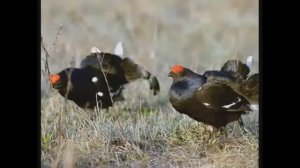 Заповедники Оренбуржья