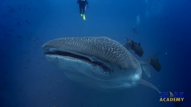 Shark Teeth | SHARK ACADEMY