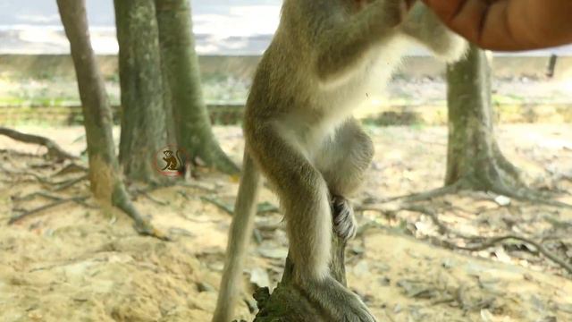 Conflict Between Monkey Thona and Bobby Will Not End Til Grow. Two Guys Need To Win From Each Other смотреть онлайн