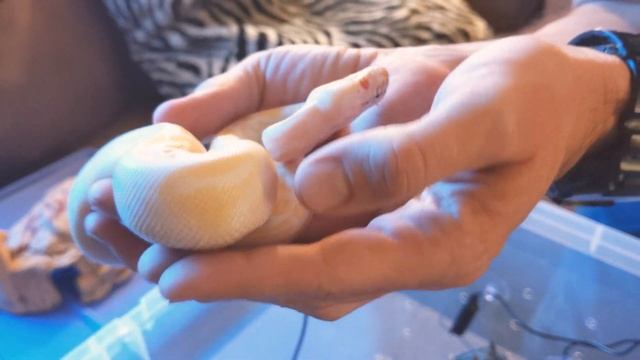 Does My Albino Ball Python Have A Respiratory Infection? (1/2) смотреть онлайн