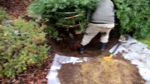 Пересадка спиреи