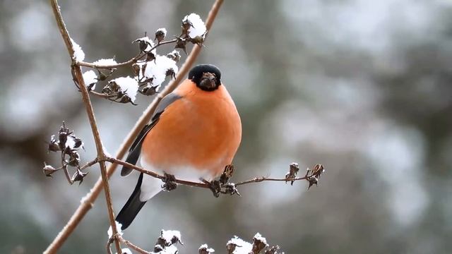 Pyrrhula pyrrhula - Eurasian Bullfinch - hýl obecný смотреть онлайн