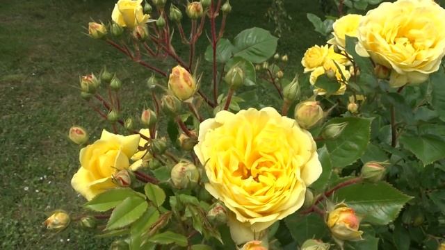 Rosa var. Anny Duperey смотреть онлайн