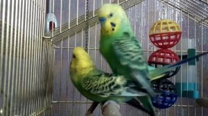 Брачные игры волнистых попугаев. Спаривание. Скоро будут птенцы!