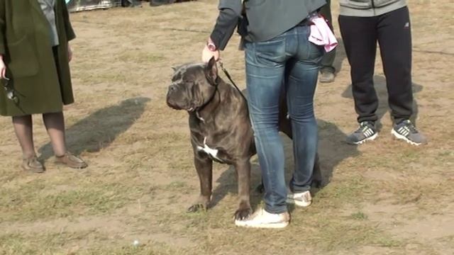 Выставка собак. Ринг Кане-корсо. Рідна природа. Одеса. КСУ. CAC-UA. Супер собаки. Dog show. VLOG DO смотреть онлайн