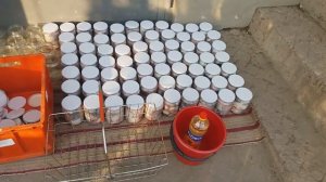 Рыбная консерва в масле из толстолоба. в автоклаве.Рецепт.