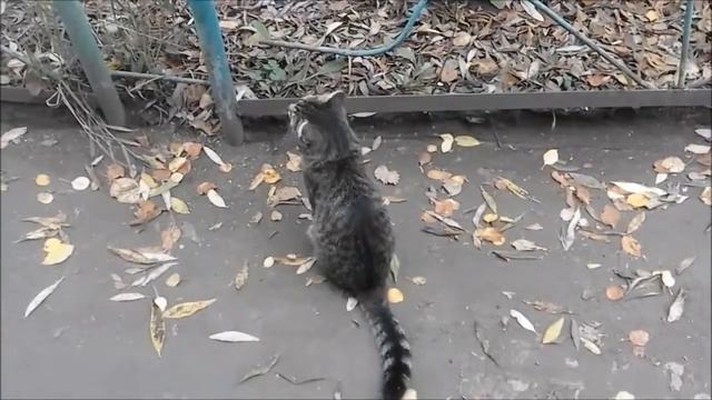 Кот танцует под цыганскую музыку. смотреть онлайн