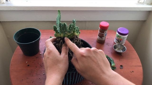 Let's Propagate: Lifesaver Cactus (Huernia Zebrina) смотреть онлайн