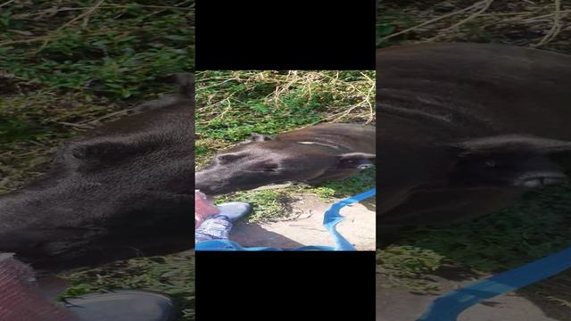 rutube.ru