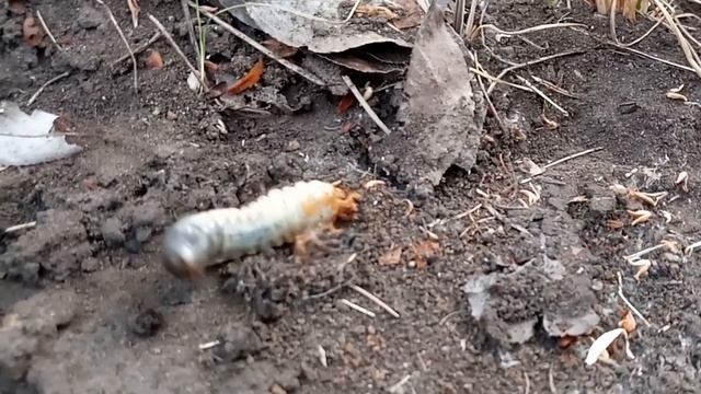 Горожанин на даче #9 Личинка майского жука VS черных муравьев смотреть онлайн