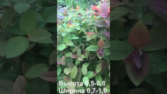 Спирея Мерло Голд 25-05-2024 смотреть онлайн