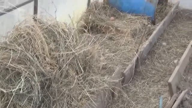 Содержание уток в теплице смотреть онлайн