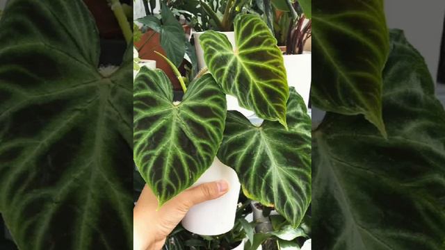 Caladium plants beauty... Gardening Ideas. смотреть онлайн