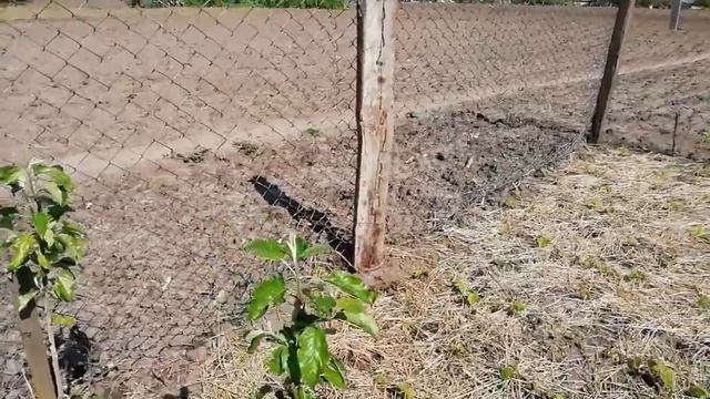 Яблуня сорт Лігол абрикос на пуміселекті смотреть онлайн