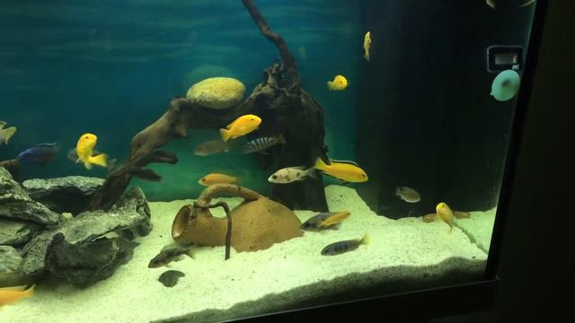 Malawi juwel rio 240 смотреть онлайн