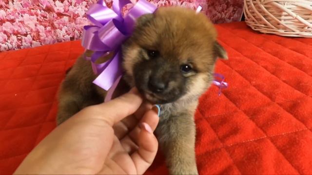 Девочка Сибы 2 смотреть онлайн