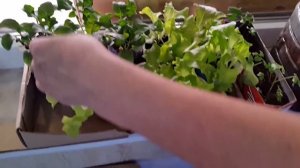 Хитрости при выращивании рассады. Рассада на балконе. Крутой результат. Закаляем рассаду.