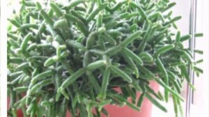 Рипсалис: уход в домашних условиях, пересадка и размножение.