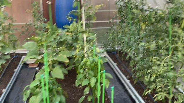 Вечерний сад#29июня2024#дача#деревня#огород#garden#пруд#теплица