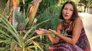 Как растут ананасы в Таиланде?