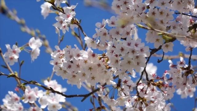 Как с помощью простой булавки уберечь свой дом ? от порчи и сглаза. Как быть желанной и любимой смотреть онлайн
