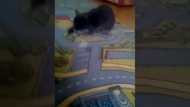 Кот после валерьянки смотреть онлайн