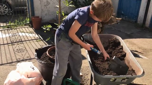 Container planting with a Magnolia Tree смотреть онлайн