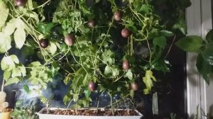 Как вырастить маракуйю (пассифлору) в домашних условиях. Пассифлора: размножение, уход.