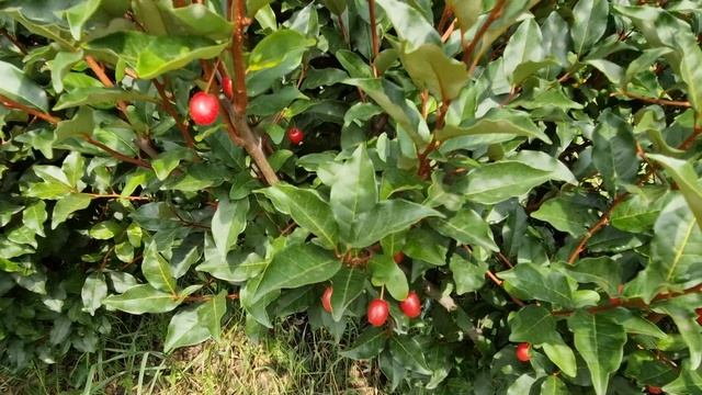 Секреты гуми или лоха многоцветкового смотреть онлайн