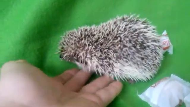 КАРЛИКОВЫЙ АФРИКАНСКИЙ ЕЖИК смотреть онлайн