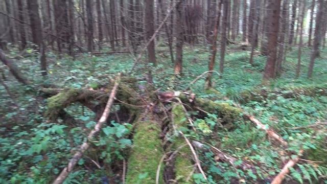 Открылась охота на зайца.Начинаем подготавливать собачку к охоте.