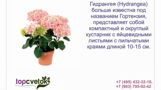 Интернет магазин Topcvetok.ru смотреть онлайн