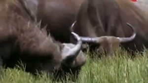 Мир животных Буйвол и Лев хозяин Африки