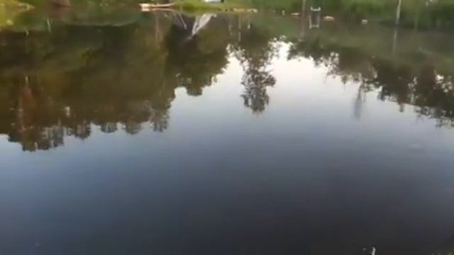 Nancy Today: Morning Update flowers (Pond 284) ASMR смотреть онлайн