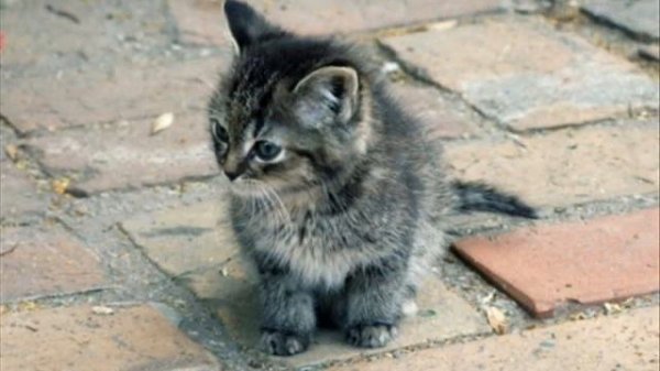 Верка Сердючка- Мне так нужна любовь твоя