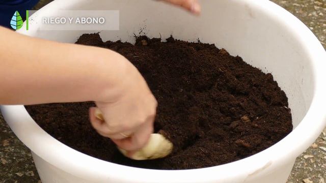 CUIDADOS del FICUS LYRATA 🌿 ¡Riego, Sustrato, Poda y más! смотреть онлайн