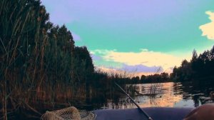 ЛИНЬ ЖИВЕТ В КАМЫШАХ. КАК ПОЙМАТЬ ЛИНЯ. Рыбалка на Линя.  Ловля линя на поплавок.