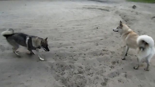 гибриды 4 поколение