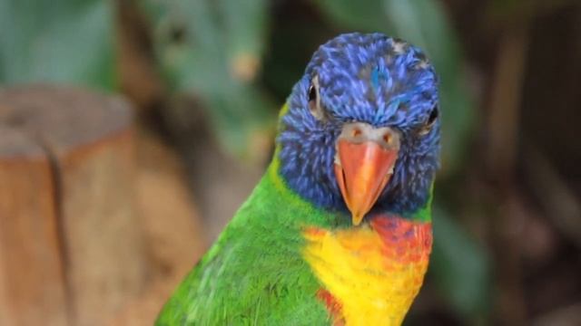 Пение птиц. Расслабляющая музыка природы (БЕЗ РЕКЛАМЫ) смотреть онлайн