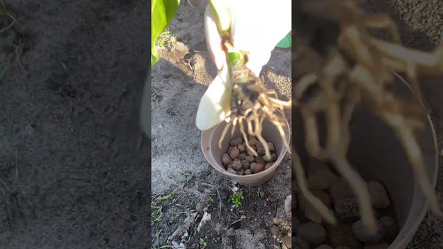 Пересадка аглаонемы! смотреть онлайн
