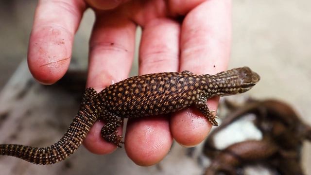 Baby Ackie Monitor SHOWCASE! Clutch #2! смотреть онлайн