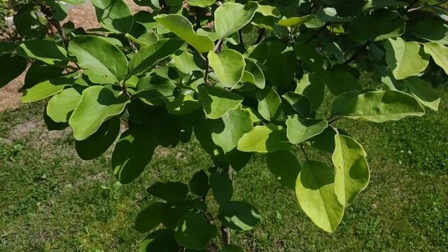 ДАЧА в СЕРЕДИНЕ ИЮНЯ смотреть онлайн