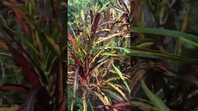 Zanzibar Croton | Codiaeum variegatum смотреть онлайн